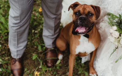 Dog in wedding sitting between bride and groom