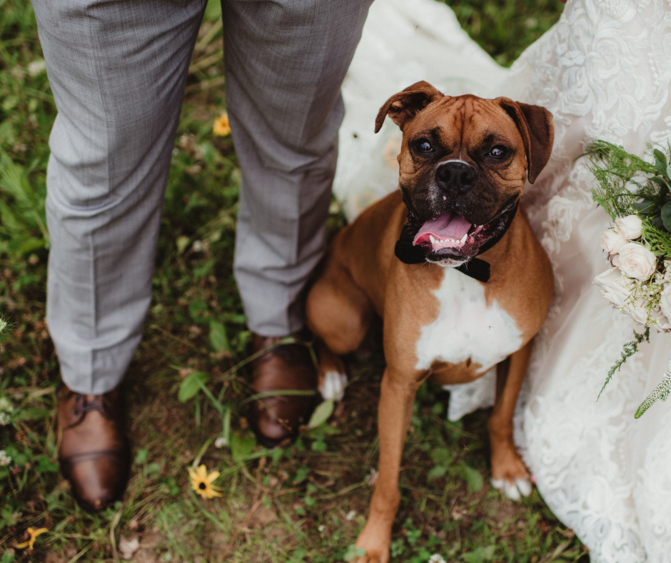 Dog in wedding sitting between bride and groom